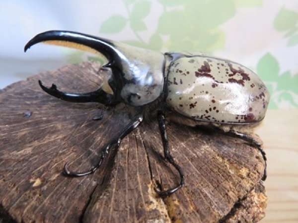 画像1: ☆大型新成虫☆グラントシロカブト♂77ミリ♀51ミリペア＋♀51ミリ計3頭トリオ販売！！ (1)