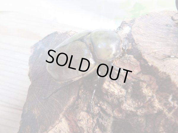 画像4: ☆新成虫☆グラントシロカブト♂72ミリ♀50ミリペア販売!! (4)