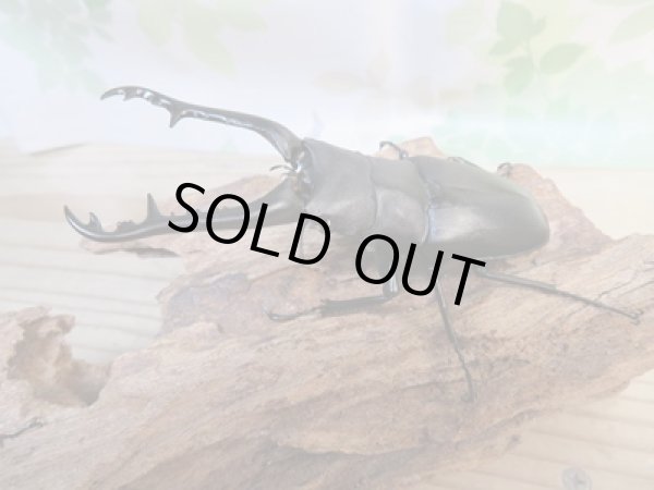 画像1: ☆新成虫☆ギラファノコギリクワガタ(亜種ケイスケ)♂97ミリ♀47ミリペア販売!! (1)