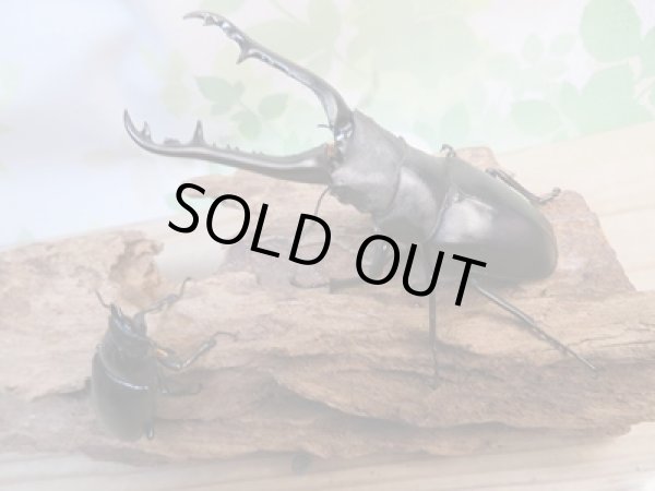 画像5: ☆新成虫☆ギラファノコギリクワガタ(亜種ケイスケ)♂97ミリ♀47ミリペア販売!! (5)