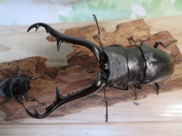 画像2: ☆大型新成虫☆ギラファノコギリクワガタ(亜種ケイスケ)♂107ミリ♀50ミリペア販売!! (2)