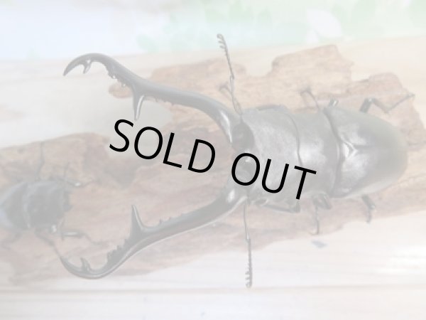 画像2: ☆大型新成虫☆ギラファノコギリクワガタ（亜種ケイスケ）♂107ミリ♀50ミリペア販売！！ (2)