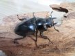 画像4: ☆大型新成虫☆ギラファノコギリクワガタ（亜種ケイスケ）♂107ミリ♀50ミリペア販売！！ (4)