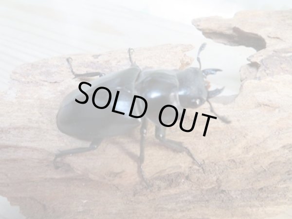 画像4: ☆大型新成虫☆ギラファノコギリクワガタ（亜種ケイスケ）♂107ミリ♀50ミリペア販売！！ (4)