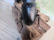 画像3: ☆大型新成虫☆ギラファノコギリクワガタ（亜種ケイスケ）♂107ミリ♀50ミリペア販売！！ (3)