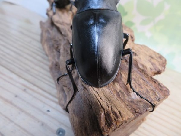 画像3: ☆大型新成虫☆ギラファノコギリクワガタ(亜種ケイスケ)♂107ミリ♀50ミリペア販売!! (3)