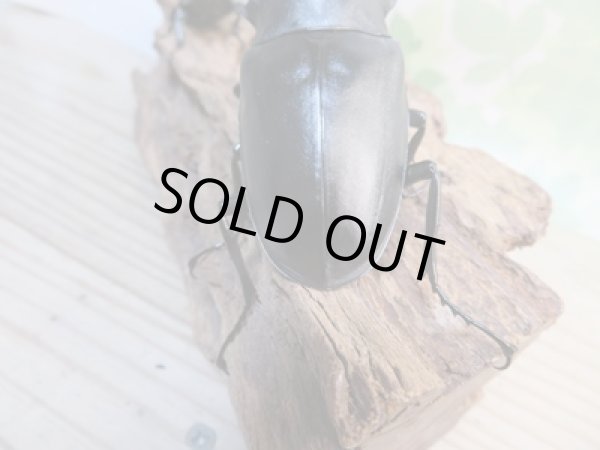 画像3: ☆大型新成虫☆ギラファノコギリクワガタ（亜種ケイスケ）♂107ミリ♀50ミリペア販売！！ (3)