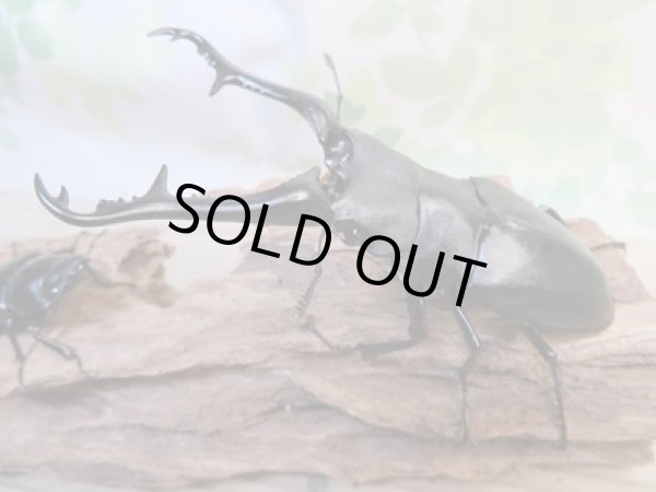 画像1: ☆大型新成虫☆ギラファノコギリクワガタ（亜種ケイスケ）♂107ミリ♀50ミリペア販売！！ (1)