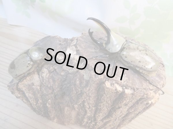 画像5: ☆大型新成虫☆グラントシロカブト♂75ミリ♀50ミリペア販売!! (5)