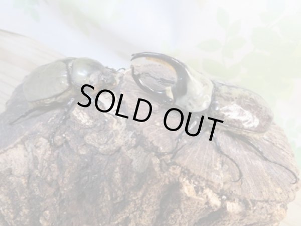 画像5: ☆新成虫☆グラントシロカブト♂72ミリ♀50ミリペア販売!! (5)