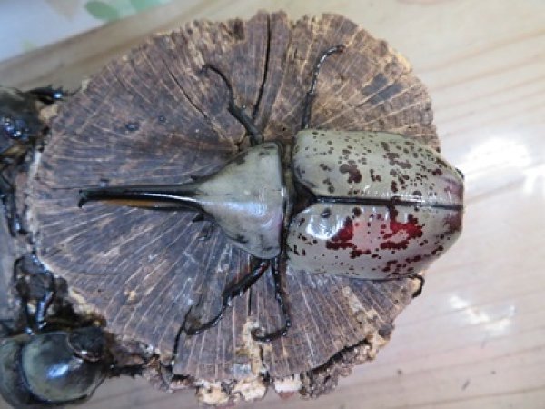 画像2: ☆大型新成虫☆グラントシロカブト♂77ミリ♀51ミリペア+♀51ミリ計3頭トリオ販売!! (2)