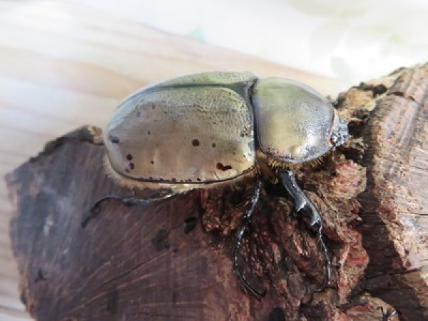 画像5: ☆大型新成虫☆グラントシロカブト♂77ミリ♀51ミリペア+♀51ミリ計3頭トリオ販売!! (5)