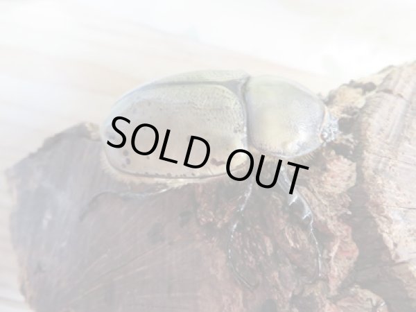 画像5: ☆大型新成虫☆グラントシロカブト♂77ミリ♀51ミリペア＋♀51ミリ計3頭トリオ販売！！ (5)