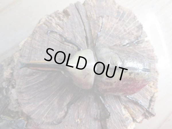 画像2: ☆新成虫☆グラントシロカブト♂72ミリ♀50ミリペア販売!! (2)