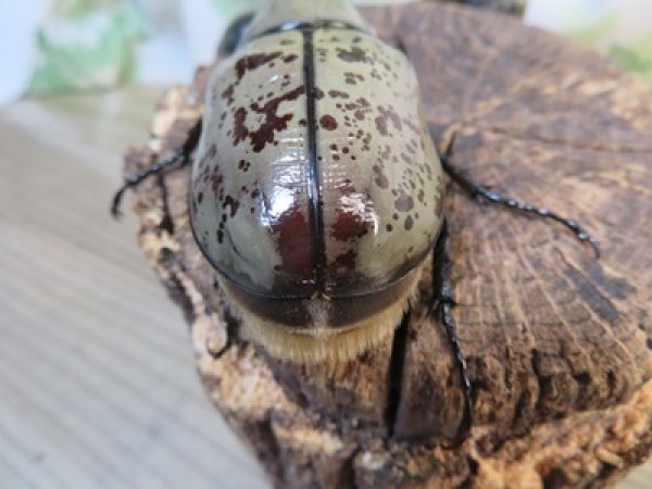 画像3: ☆大型新成虫☆グラントシロカブト♂77ミリ♀51ミリペア+♀51ミリ計3頭トリオ販売!! (3)