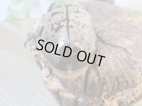 画像3: ☆大型新成虫☆グラントシロカブト♂77ミリ♀51ミリペア＋♀51ミリ計3頭トリオ販売！！ (3)