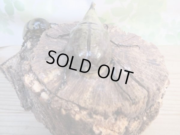 画像3: ☆新成虫☆グラントシロカブト♂72ミリ♀50ミリペア販売!! (3)