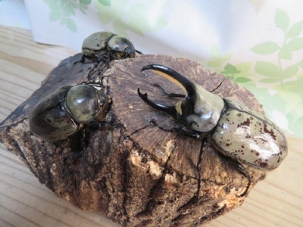 画像6: ☆大型新成虫☆グラントシロカブト♂77ミリ♀51ミリペア+♀51ミリ計3頭トリオ販売!! (6)