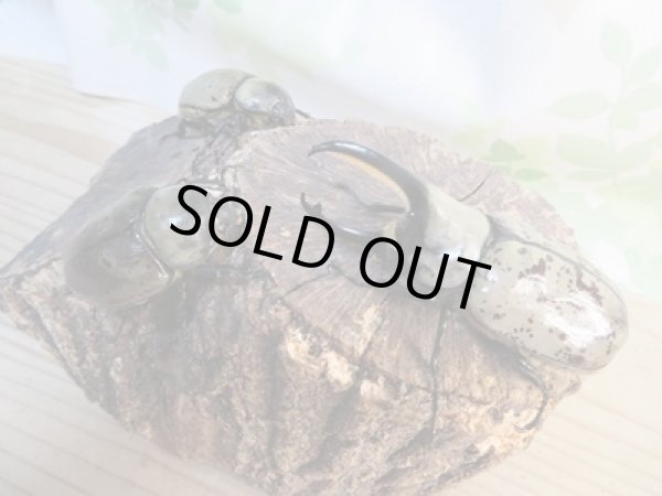 画像6: ☆大型新成虫☆グラントシロカブト♂77ミリ♀51ミリペア＋♀51ミリ計3頭トリオ販売！！ (6)