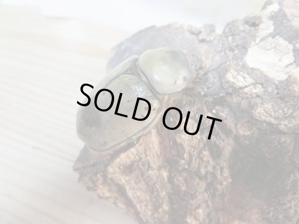 画像4: ☆大型新成虫☆グラントシロカブト♂75ミリ♀50ミリペア販売!! (4)