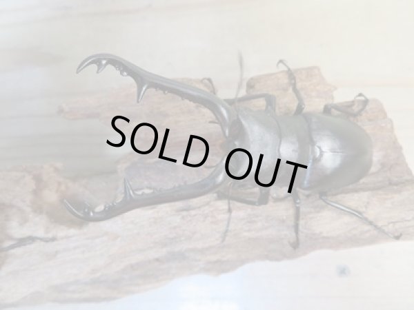 画像2: ☆新成虫☆ギラファノコギリクワガタ(亜種ケイスケ)♂97ミリ♀47ミリペア販売!! (2)