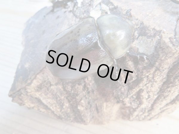 画像4: ☆大型新成虫☆グラントシロカブト♂77ミリ♀51ミリペア＋♀51ミリ計3頭トリオ販売！！ (4)