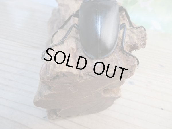 画像3: ☆新成虫☆ギラファノコギリクワガタ(亜種ケイスケ)♂97ミリ♀47ミリペア販売!! (3)