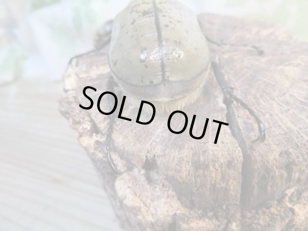 画像3: ☆大型新成虫☆グラントシロカブト♂75ミリ♀50ミリペア販売!! (3)