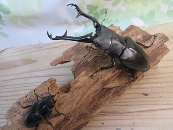 画像5: ☆大型新成虫☆ギラファノコギリクワガタ(亜種ケイスケ)♂107ミリ♀50ミリペア販売!! (5)