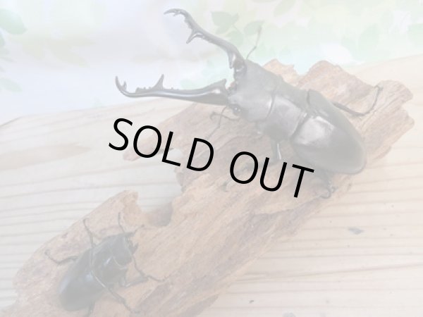 画像5: ☆大型新成虫☆ギラファノコギリクワガタ（亜種ケイスケ）♂107ミリ♀50ミリペア販売！！ (5)