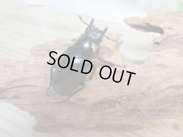 画像4: ☆新成虫☆ギラファノコギリクワガタ(亜種ケイスケ)♂97ミリ♀47ミリペア販売!! (4)