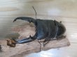 画像2: ☆新成虫☆パラワンオオヒラタクワガタ♂100ミリ♀48ミリペア販売！！ (2)