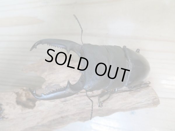 画像2: ☆新成虫☆パラワンオオヒラタクワガタ♂100ミリ♀48ミリペア販売！！ (2)