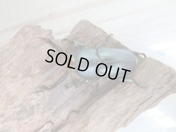 画像2: 新成虫☆ブルー血統☆パプアキンイロクワガタ♂♀フリーサイズペア販売！！ (2)