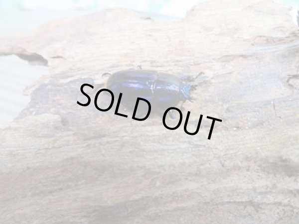 画像4: 新成虫☆ブルー血統☆パプアキンイロクワガタ♂♀フリーサイズペア販売！！ (4)