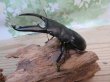 画像1: ☆新成虫☆パラワンオオヒラタクワガタ♂100ミリ♀48ミリペア販売！！ (1)