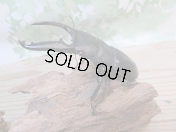 画像1: ☆新成虫☆パラワンオオヒラタクワガタ♂100ミリ♀48ミリペア販売！！ (1)