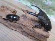 画像5: ☆新成虫☆パラワンオオヒラタクワガタ♂100ミリ♀48ミリペア販売！！ (5)