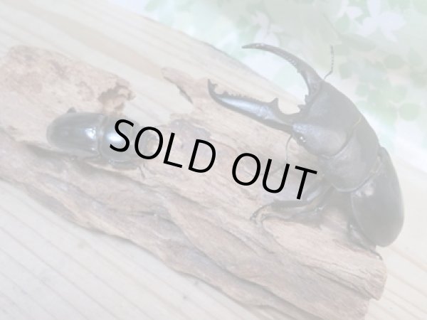 画像5: ☆新成虫☆パラワンオオヒラタクワガタ♂100ミリ♀48ミリペア販売！！ (5)