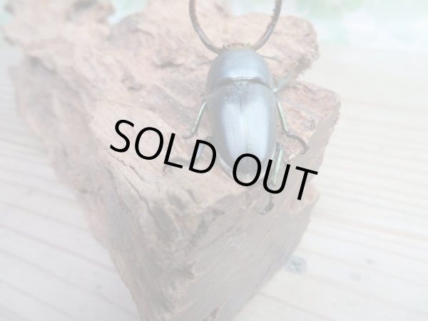 画像3: 新成虫☆ブルー血統☆パプアキンイロクワガタ♂♀フリーサイズペア販売！！ (3)