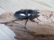 画像4: ☆新成虫☆パラワンオオヒラタクワガタ♂100ミリ♀48ミリペア販売！！ (4)