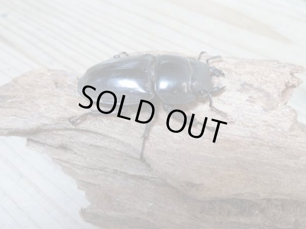 画像4: ☆新成虫☆パラワンオオヒラタクワガタ♂100ミリ♀48ミリペア販売！！ (4)