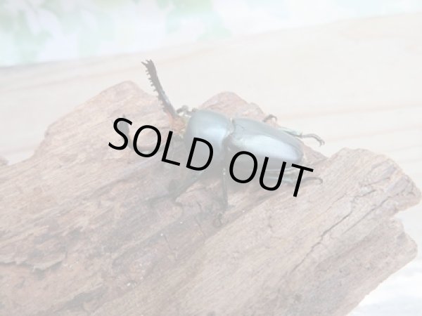 画像1: 新成虫☆ブルー血統☆パプアキンイロクワガタ♂♀フリーサイズペア販売！！ (1)