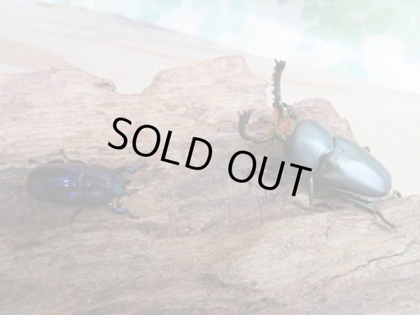 画像5: 新成虫☆ブルー血統☆パプアキンイロクワガタ♂♀フリーサイズペア販売！！ (5)