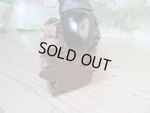 画像3: ☆新成虫☆パラワンオオヒラタクワガタ♂100ミリ♀48ミリペア販売！！ (3)