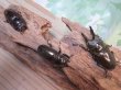 画像5: ☆美麗新成虫☆ババオウゴンオニクワガタ♂64ミリ♀45ミリペア＋♀44.5ミリ計3頭トリオ販売！！ (5)