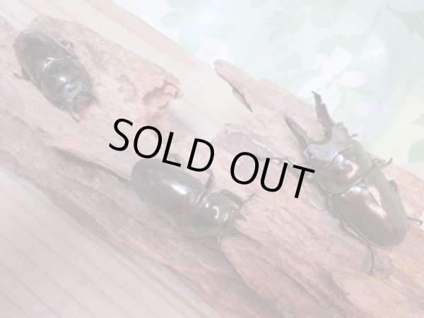 画像5: ☆美麗新成虫☆ババオウゴンオニクワガタ♂64ミリ♀45ミリペア＋♀44.5ミリ計3頭トリオ販売！！ (5)