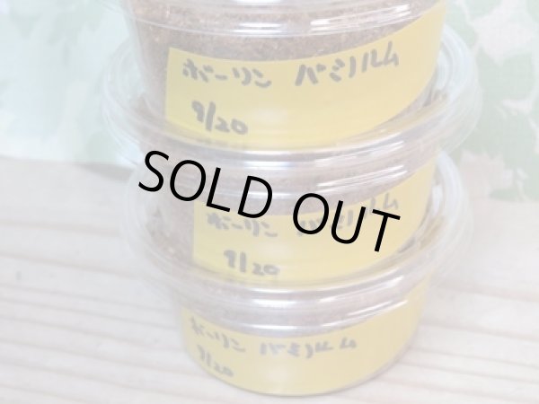 画像2: ★人気種★ボーリンフタマタクワガタ（亜種バミノルム）初二令幼虫3頭セット販売！！ (2)