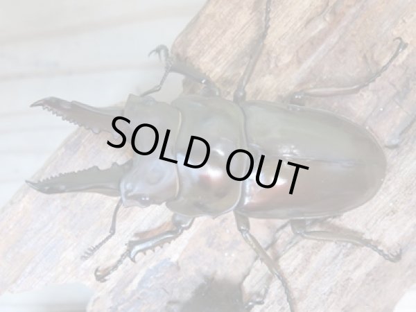 画像1: ☆美麗新成虫☆ババオウゴンオニクワガタ♂64ミリ♀45ミリペア＋♀44.5ミリ計3頭トリオ販売！！ (1)