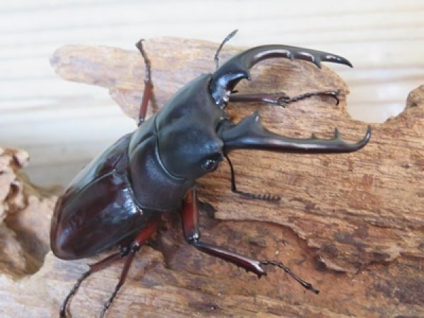 画像1: ★人気種★ボーリンフタマタクワガタ（亜種バミノルム）初二令幼虫3頭セット販売！！ (1)